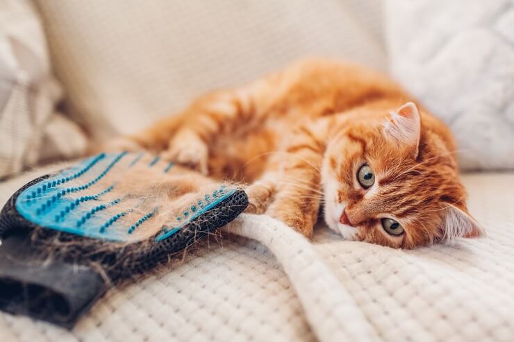 Hair Loss In Cats Causes, Symptoms, & Treatment All