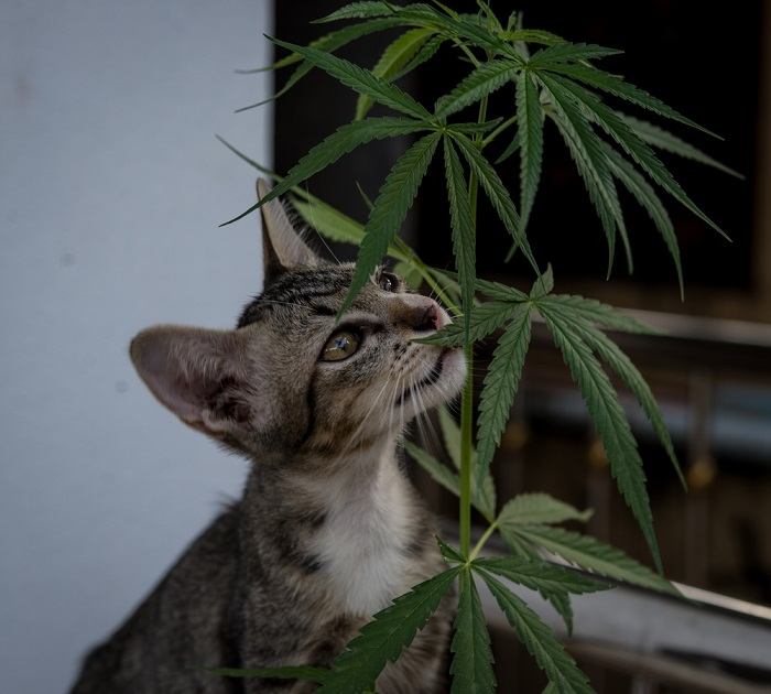 10 Toxic & Poisonous Plants For Cats All About Cats