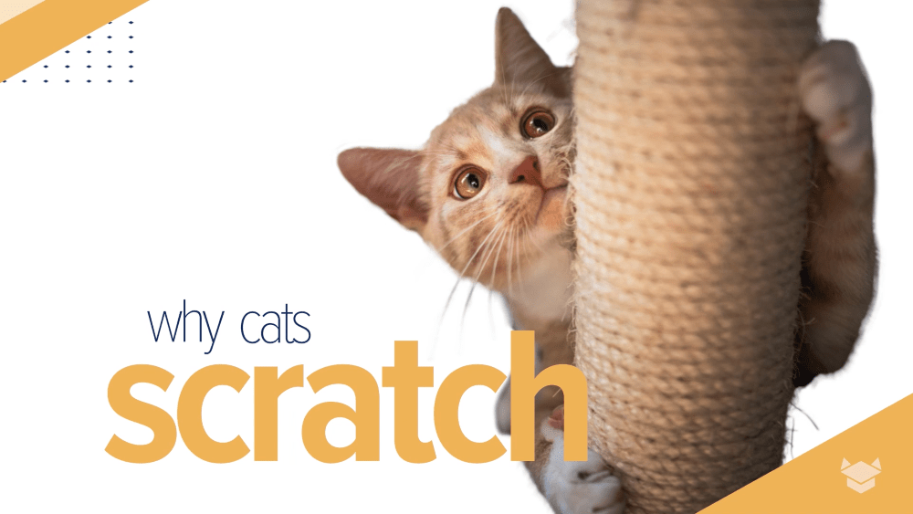 Why Cats Scratch All About Cats