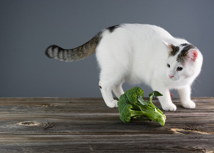 Can Cats Eat Broccoli? All About Cats