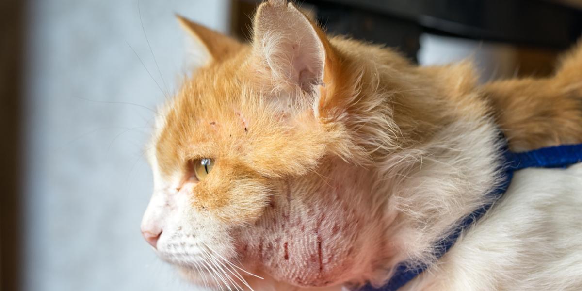 Enlarged Lymph Nodes (Lymphadenopathy) In Cats: Causes, Symptoms, And Treatment - All About Cats