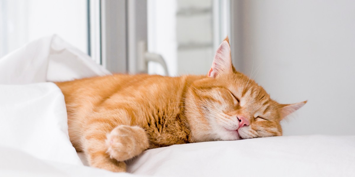 Do Cats Dream? Science Has the Answer All About Cats