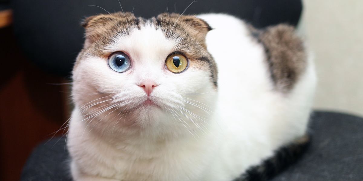The 7 Types Of Eye Color In Cats All About Cats