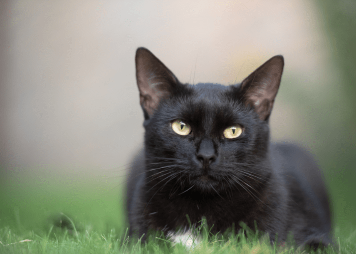 Understanding The Non secular Which means Of Black Cats HowToCare.Me