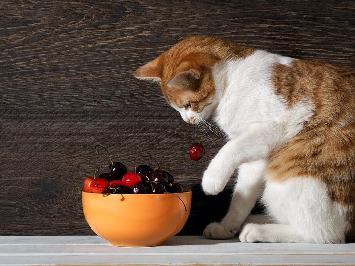 Can Cats Eat Cherries? All About Cats