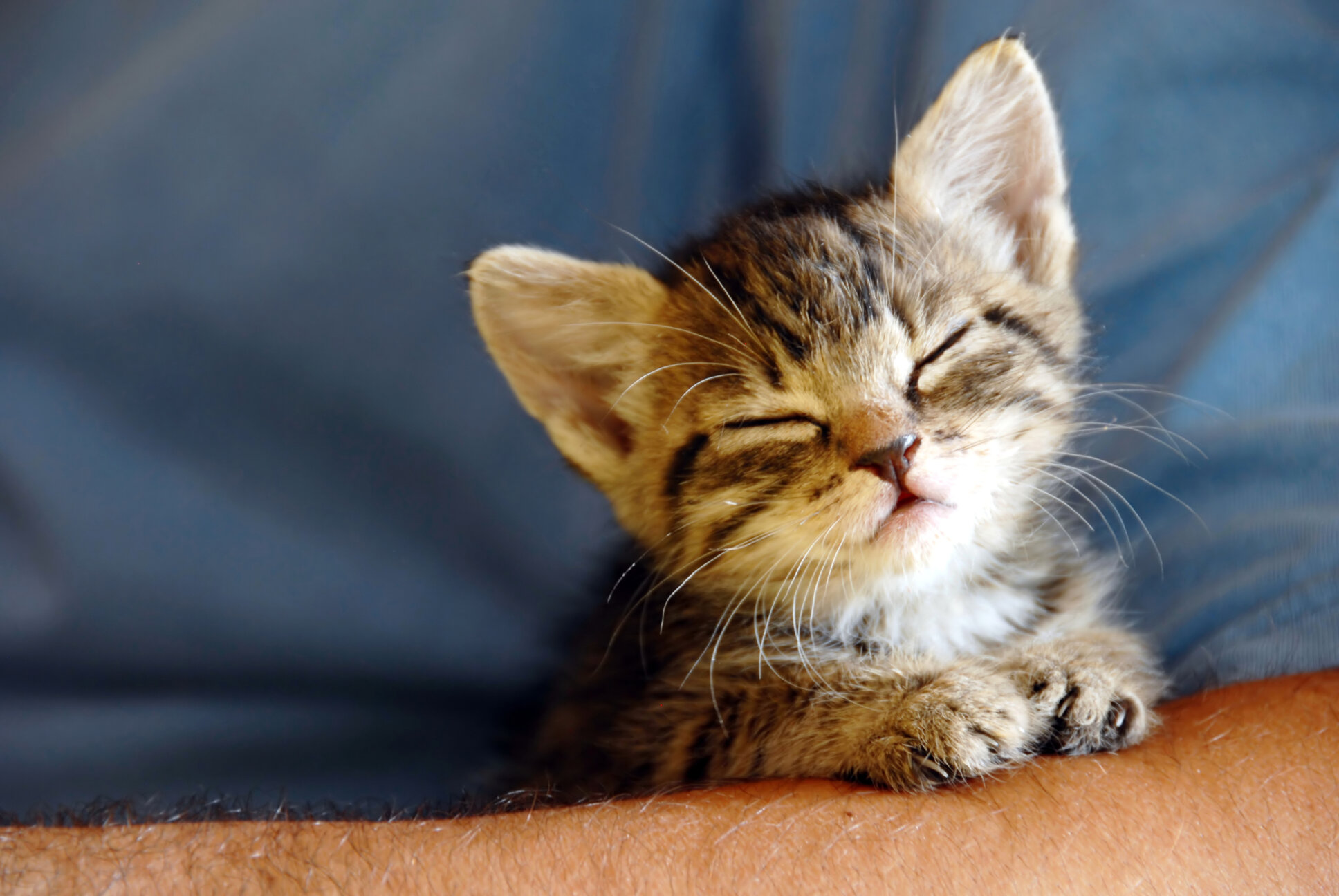 22 Fun Facts About Kittens