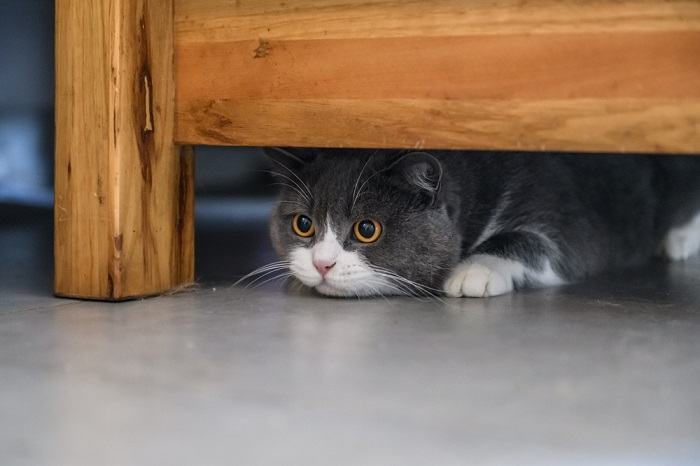 Why Does My Cat Run Away From Me? The Cat 24