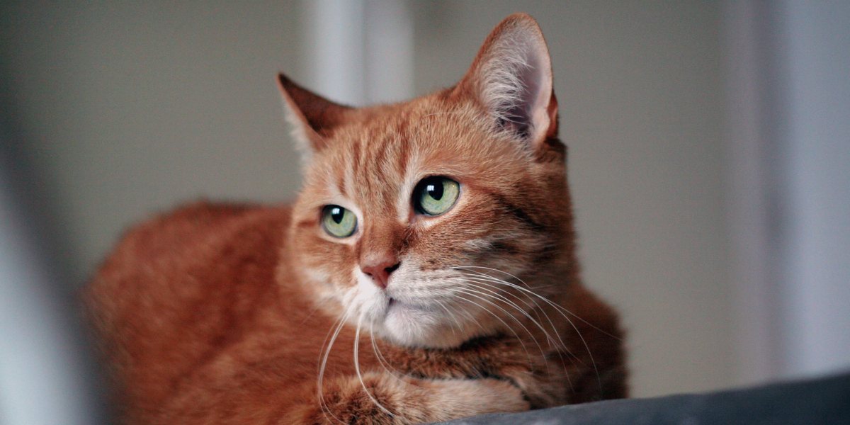 The 10 Sounds Cats Love Most All About Cats