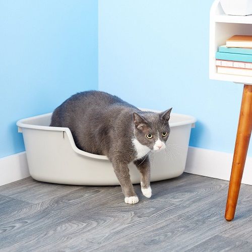 Unbiased SmartCat Corner Litter Box 2022 All About Cats