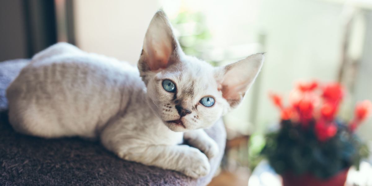 150 Hebrew Cat Names With Meanings For Male & Feminine Cats Petio Pets
