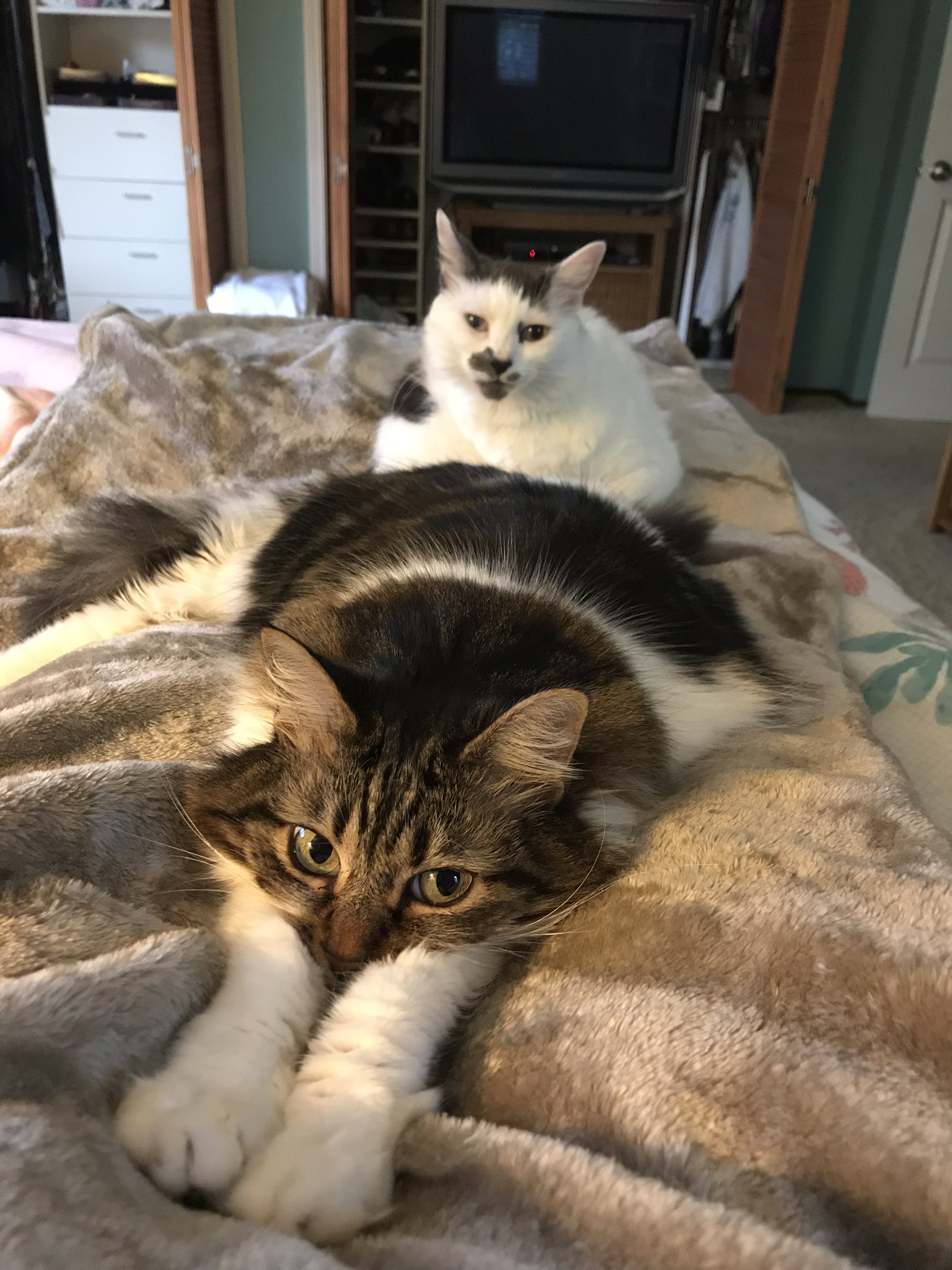 Cat Morning pukes Health & Care Explore Groups by Top Category