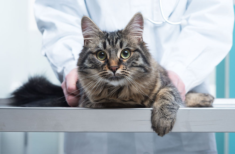 Cat Ultrasound Veterinarian in Las Vegas, NV