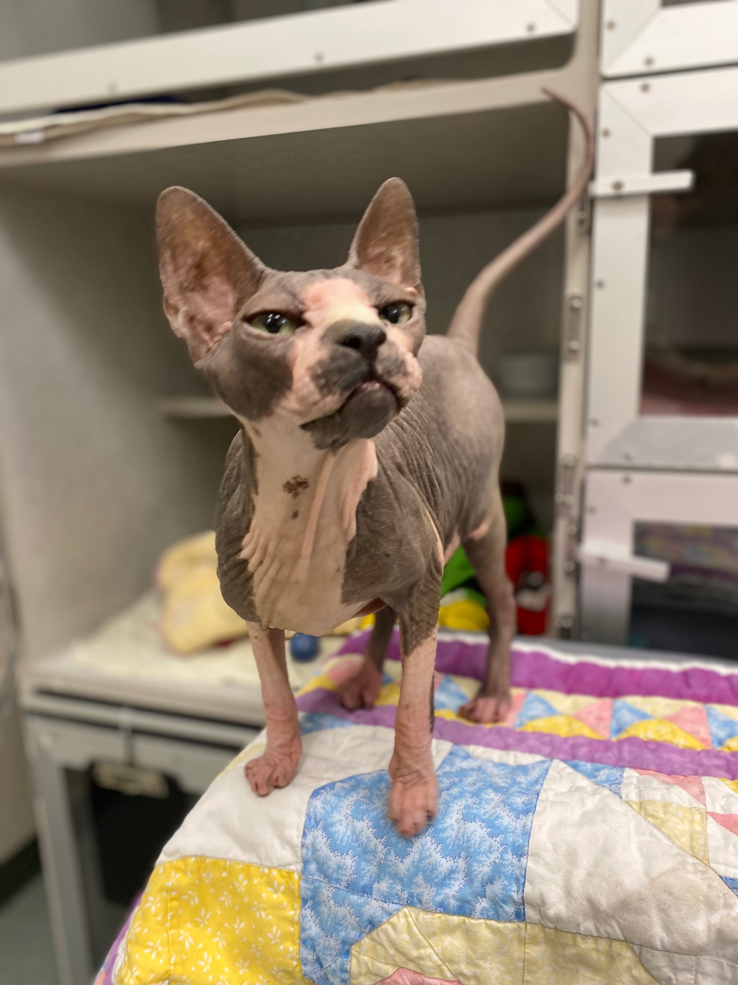 Tour Our Cat Hospital Cat Veterinarian in Las Vegas, NV