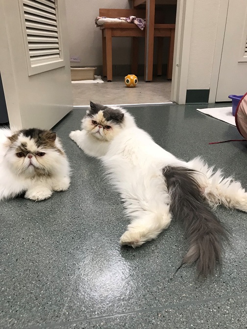 Luxury WorryFree Cat Boarding in Las Vegas Cat