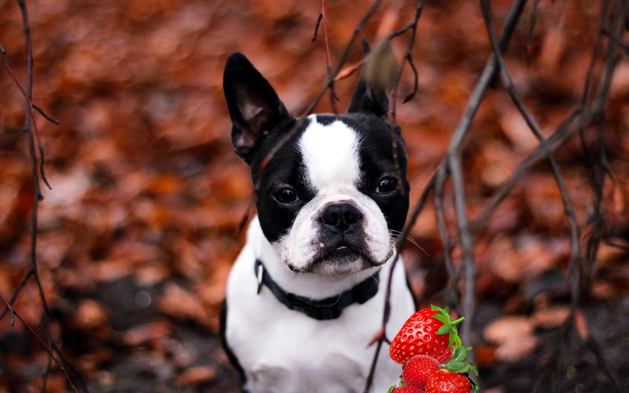 Can French Bulldogs Have Strawberries