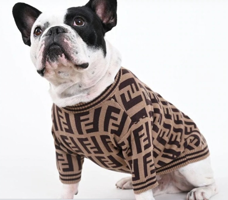 Blue French Bulldogs 8 Interesting Facts All About Frenchies