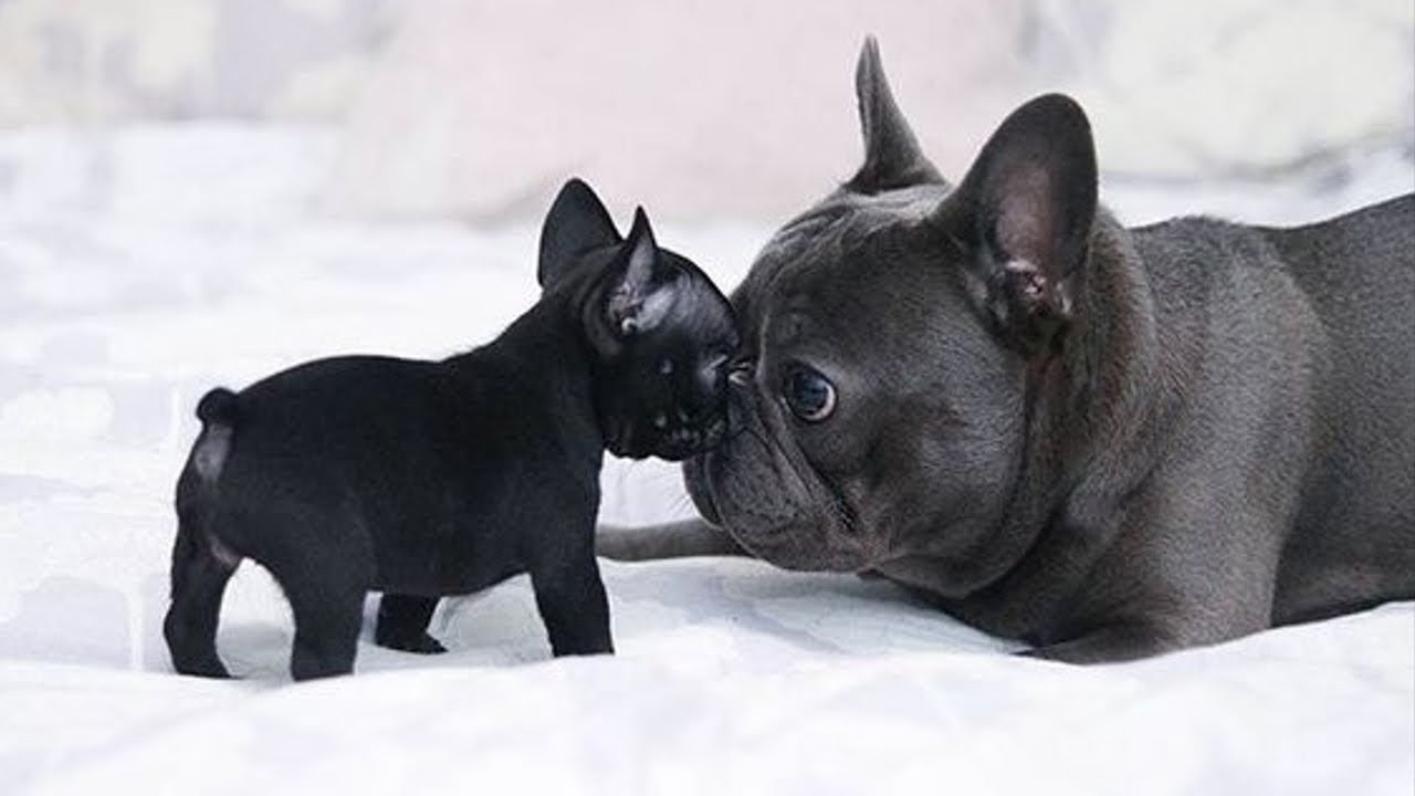 How Much Should A Newborn French Bulldog Weight