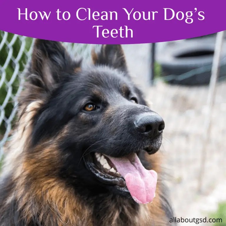 German Shepherd Grooming 7 Tools And Techniques To Groom Your GSD