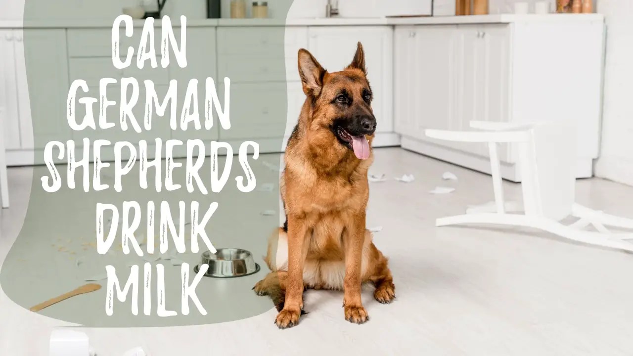 Can German Shepherds Drink Milk? All About German Shepherd