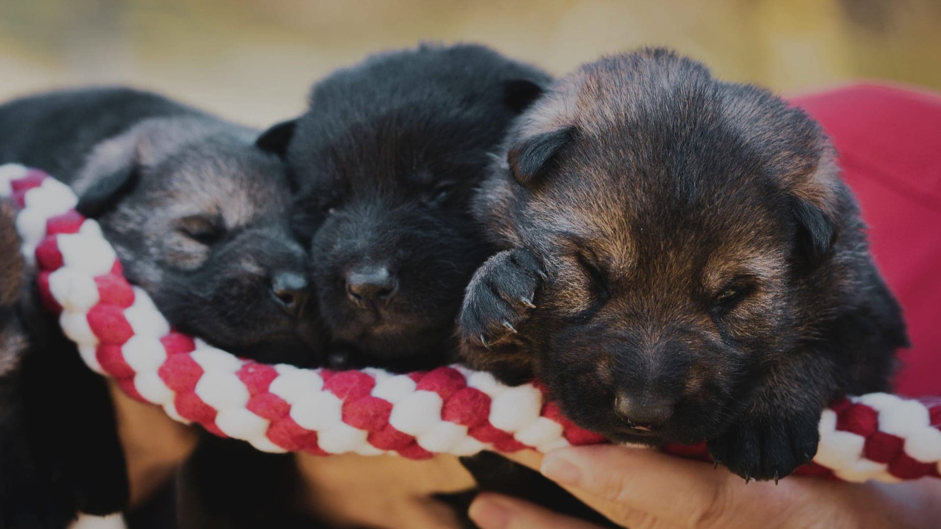 An Ultimate Guide to Growth Chart of German Shepherd Dog