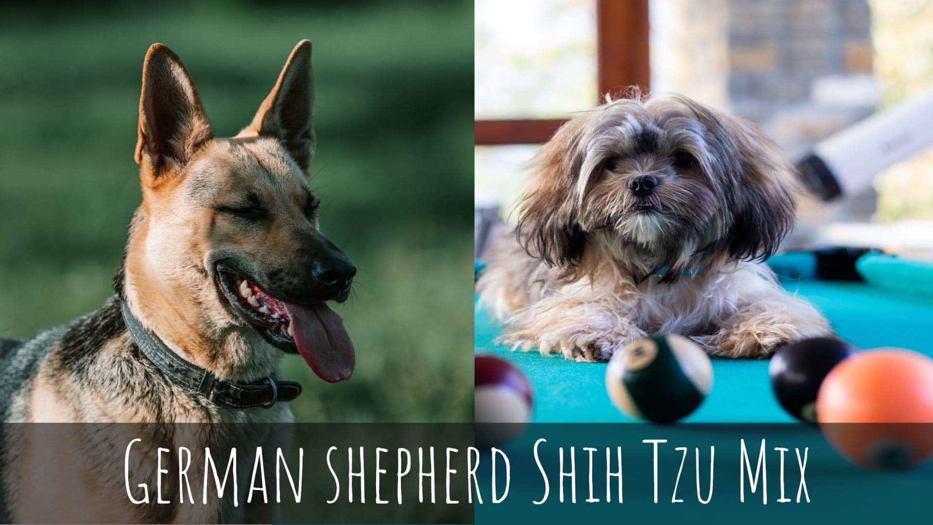 German Shepherd Shih Tzu Mix Can A German Shepherd Mate With A Shih