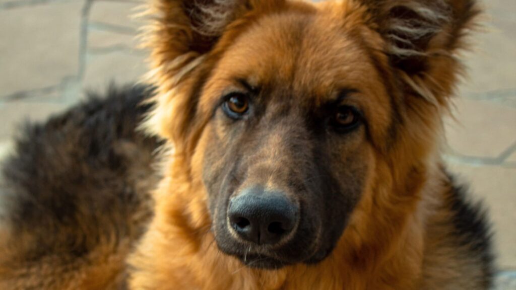 German Shepherd Shih Tzu Mix Can A German Shepherd Mate With A Shih