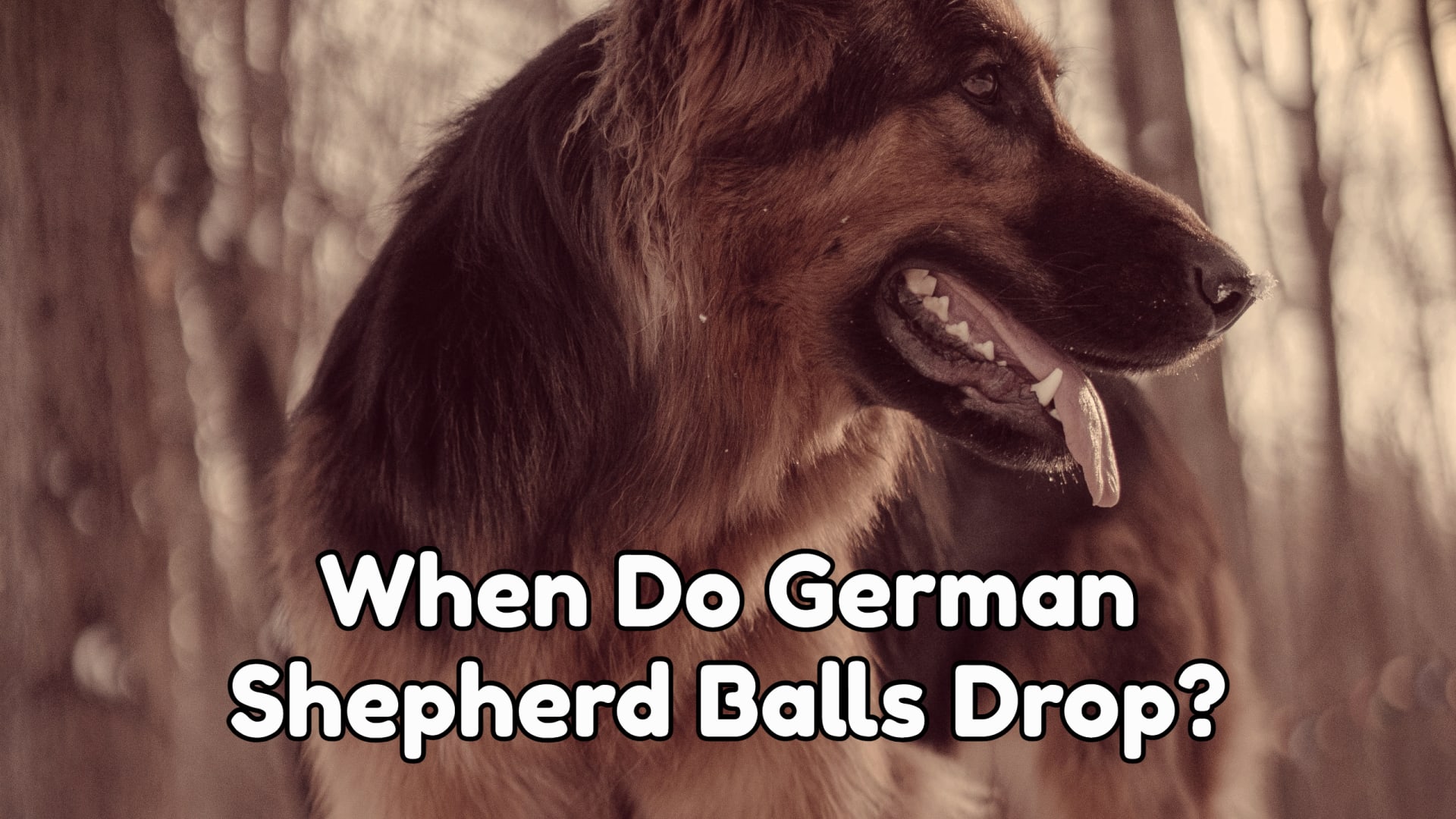 How Old Is A Dog When Their Balls Drop