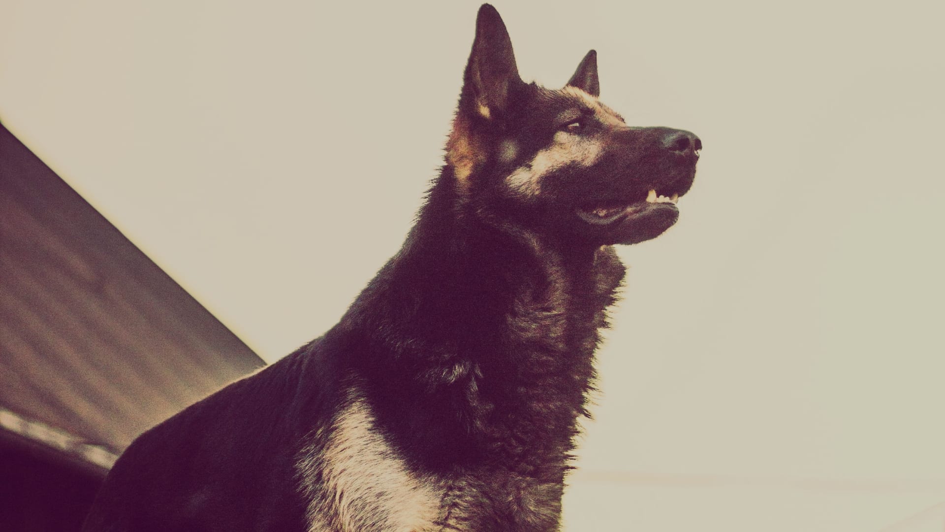 Are German Shepherds Good For Hunting