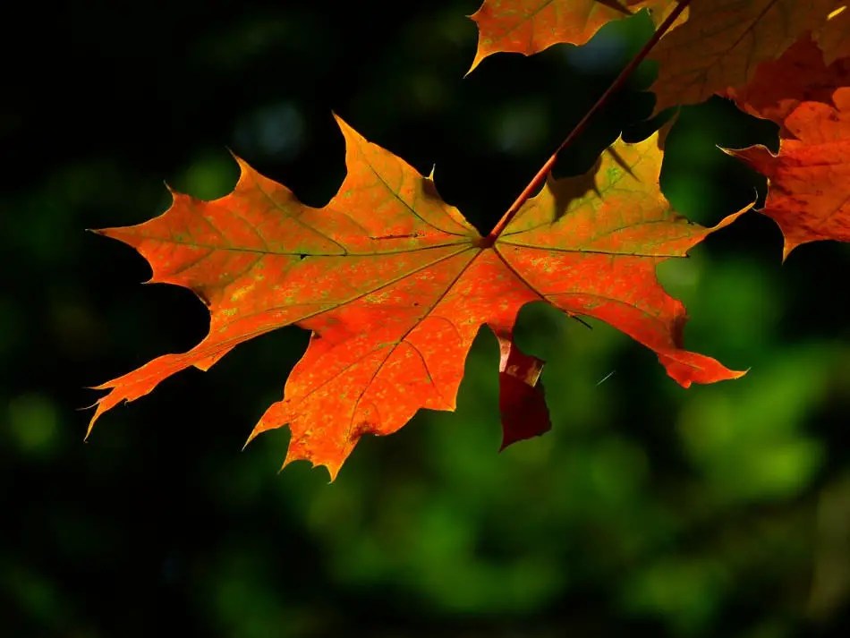 Maple Trees In New York Guide to Different Varieties