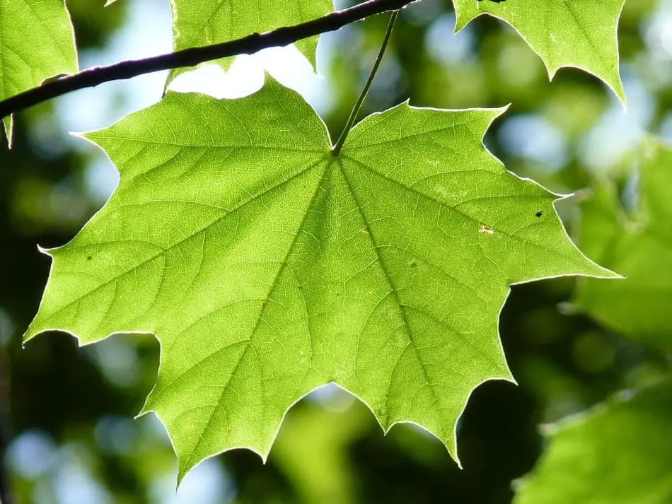 8 Types of Maple Trees Found in Ohio