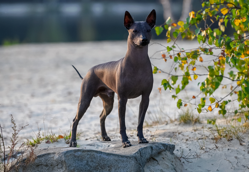 Xoloitzcuintli Dog Breed Information All About Mutts