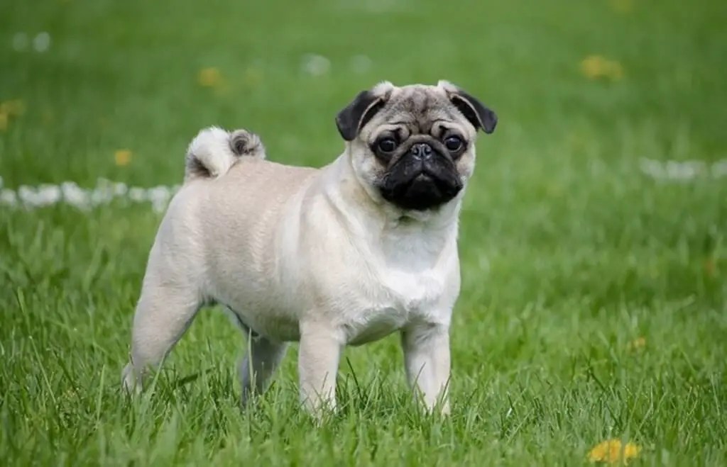 Do Pugs Shed and Drool? (Solved & Explained)