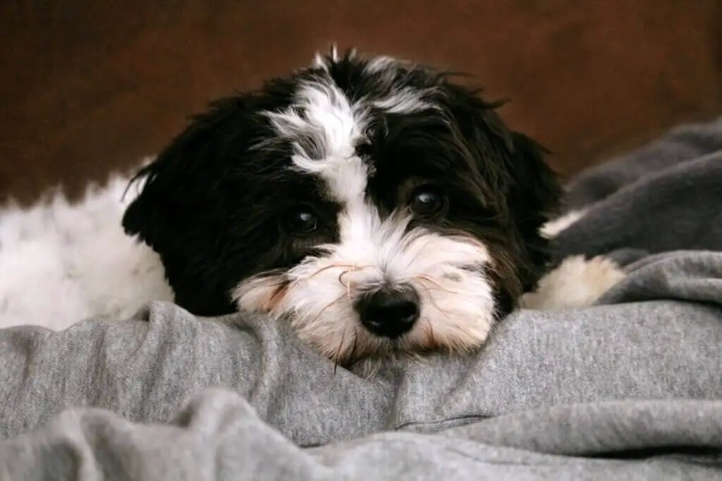 Small Dog Breeds That Are Black And White (All The Facts) All About
