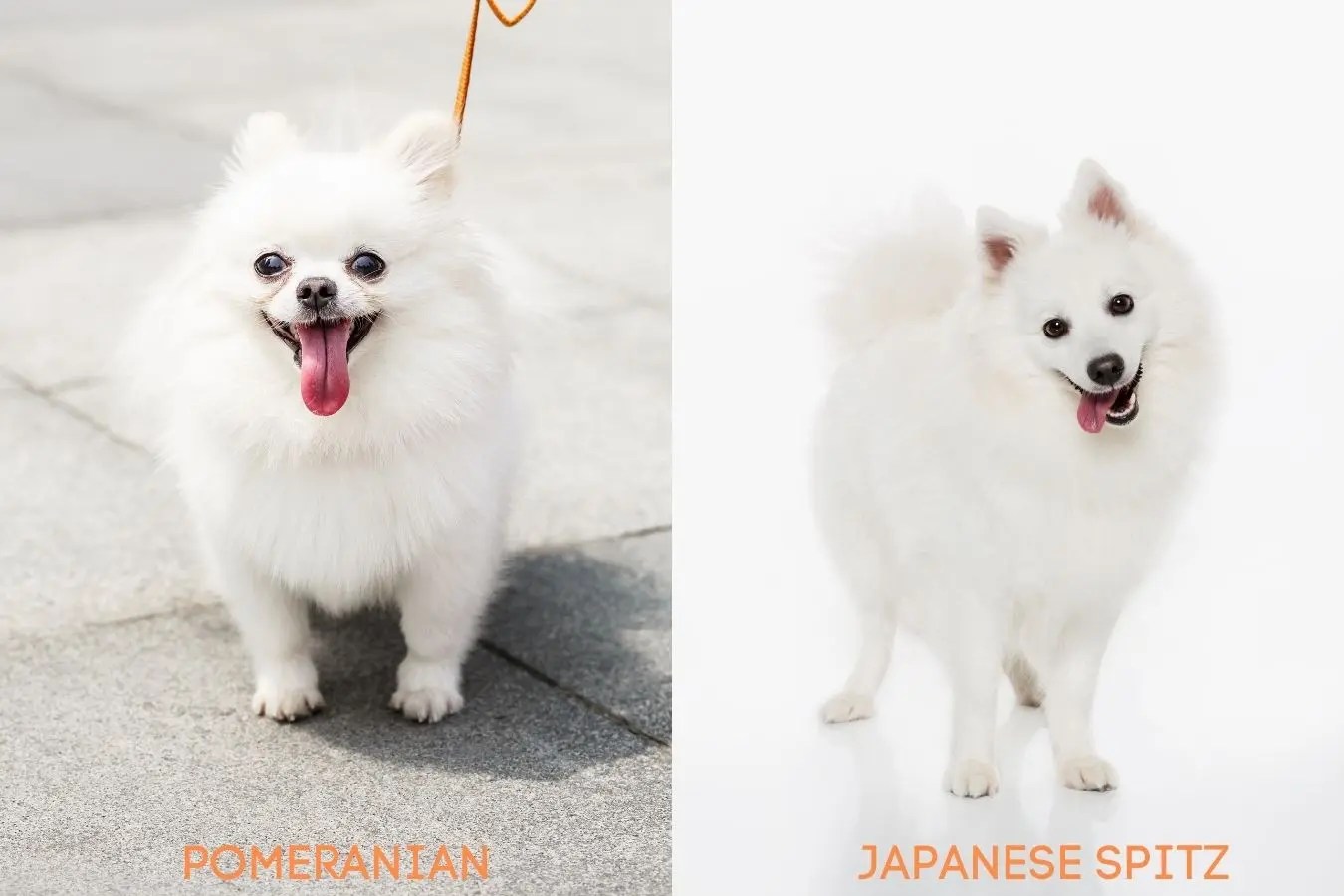 Do White Pomeranians Stay White (How To Spot A White Puppy) All About