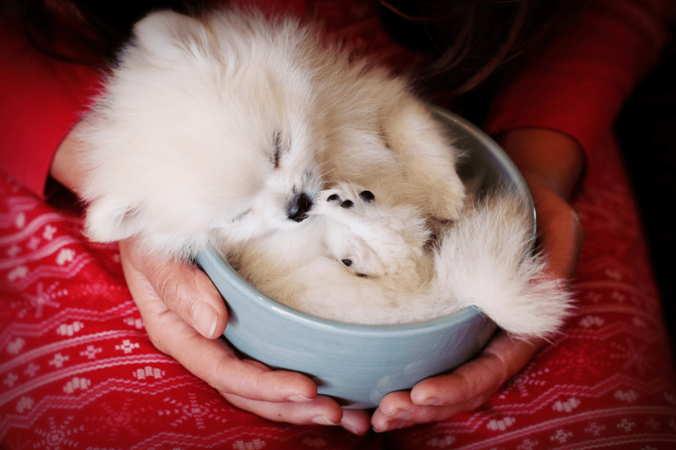 How Big Do Teacup Pomeranians Get All About Poms
