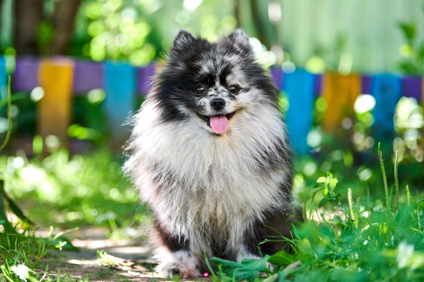 Do Pomeranians Bark A Lot All About Poms