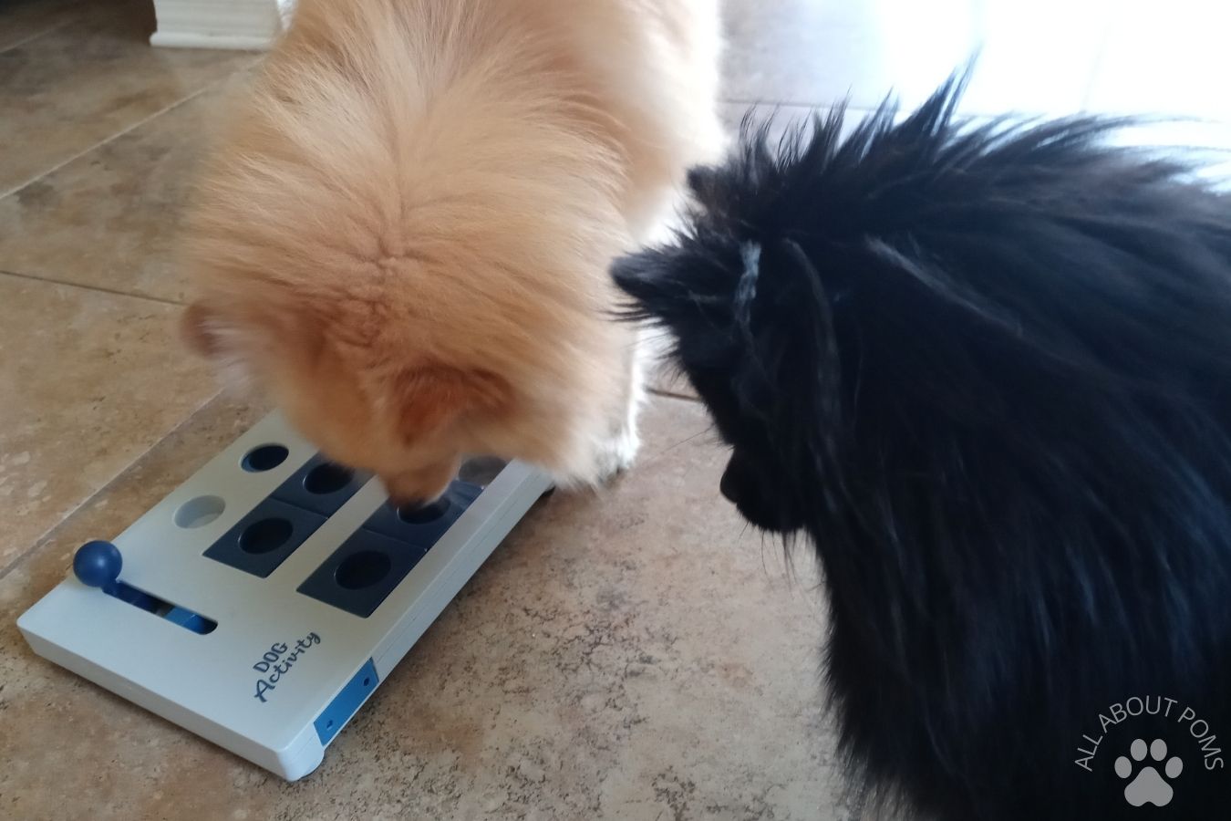 How Do Pomeranians Play? (21 Examples) All About Poms