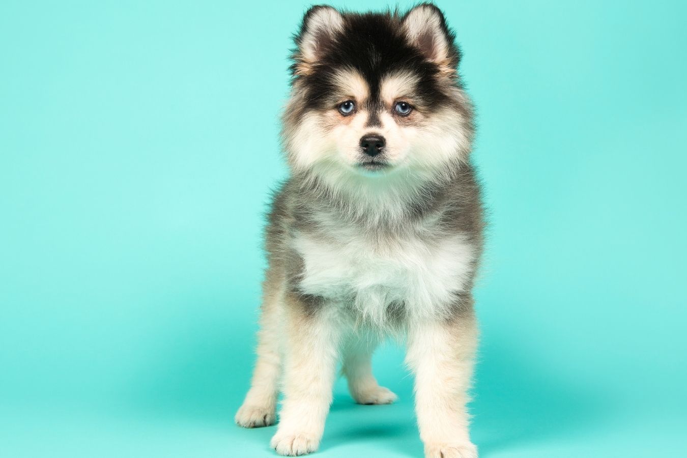 16 Dogs That Look Like Pomeranians (With Pictures)