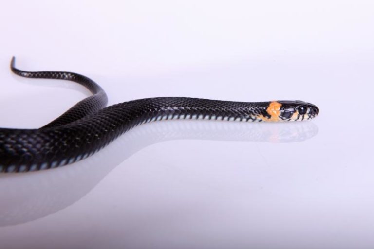 Do Swimming Pools Attract Snakes? (Keep Snakes Away From Your Pool)