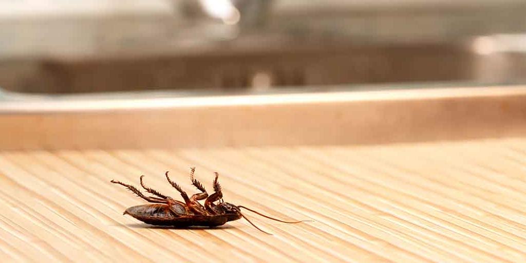 What Temperatures kill a Cockroach? All About Roaches