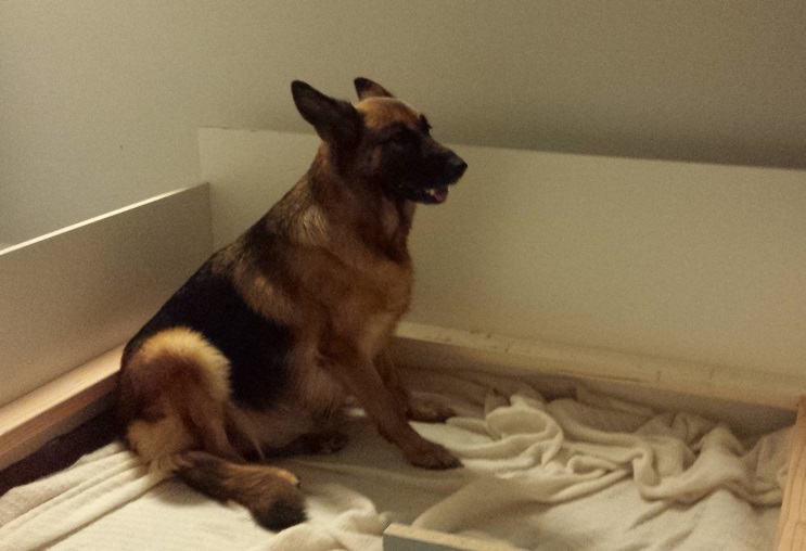 Aura C Litter Pregnancy Update Day 62 Dec 15 2014 All About Shepherds
