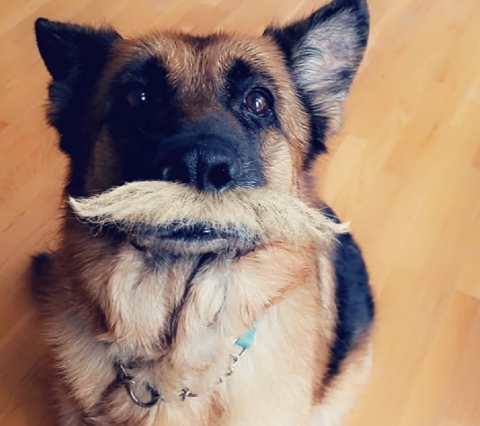 Mustache Snapchat Dog Filter and How To Use It All About Shepherds