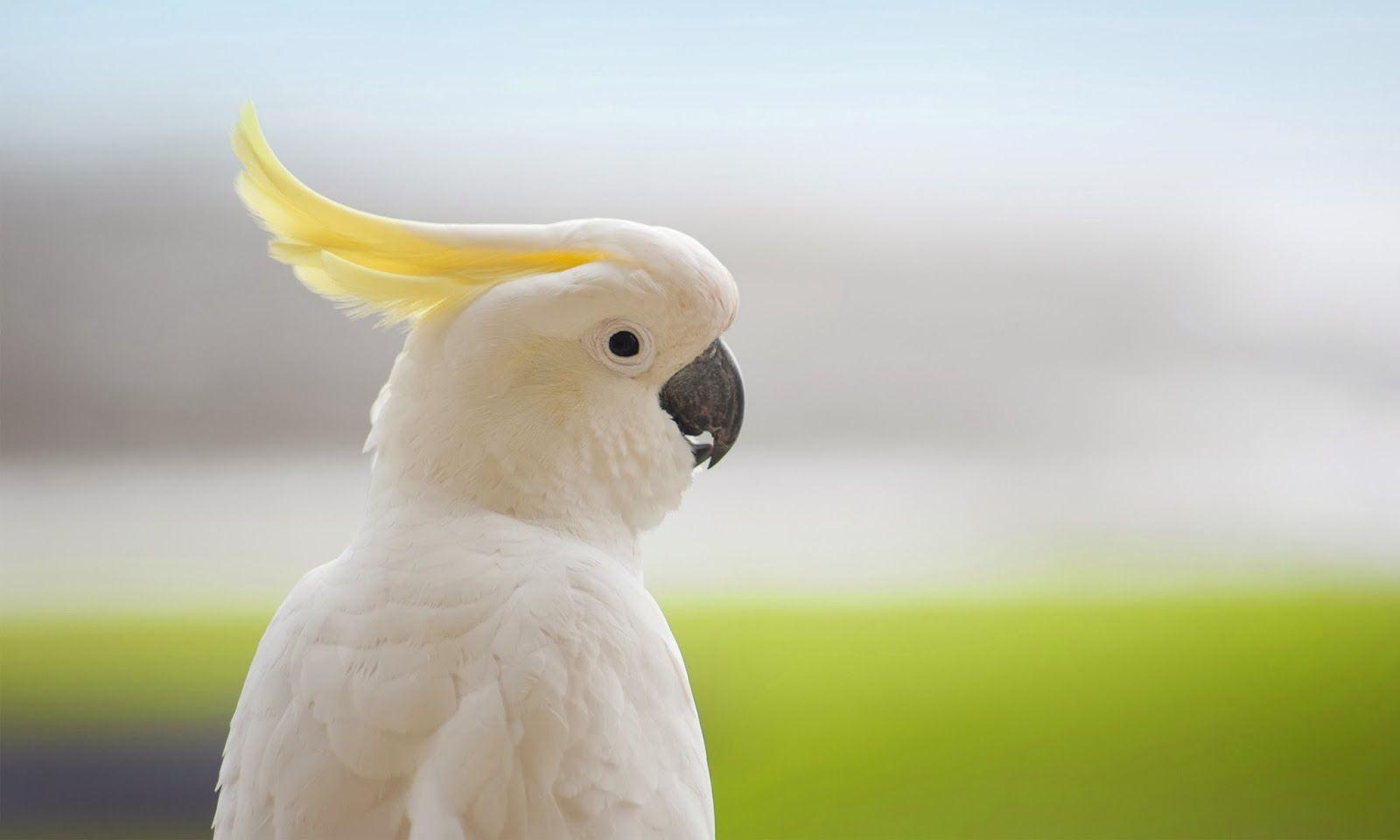 Cockatoo For Sale Tips to Help You When Looking For Birds For Sale