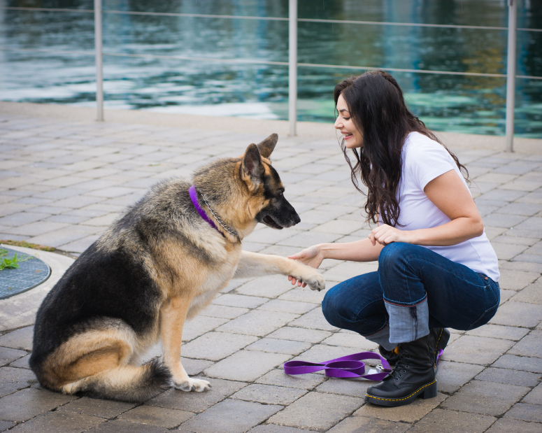 A Guide to Dog Training Site Title