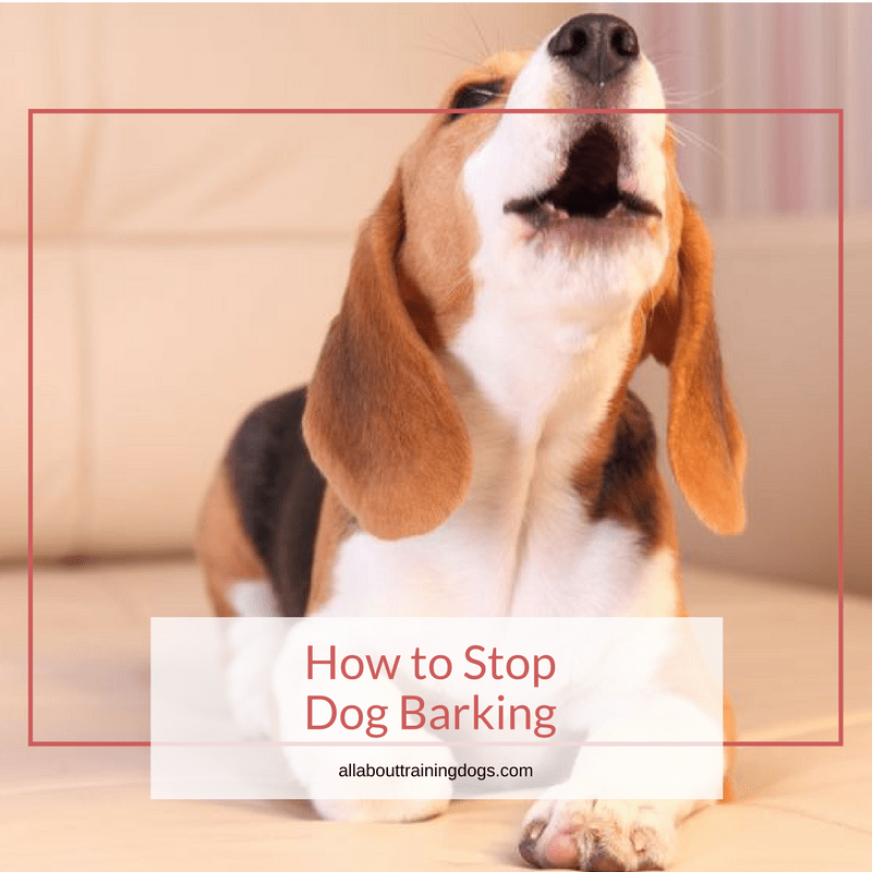 How to Stop Dog Barking All About Training Dogs
