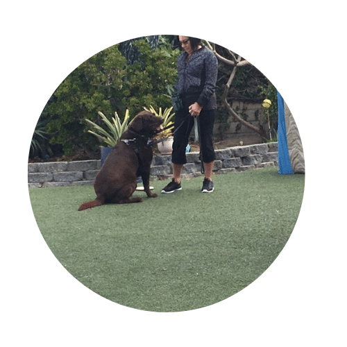 Dog Trainer Reviews All About Training Dogs