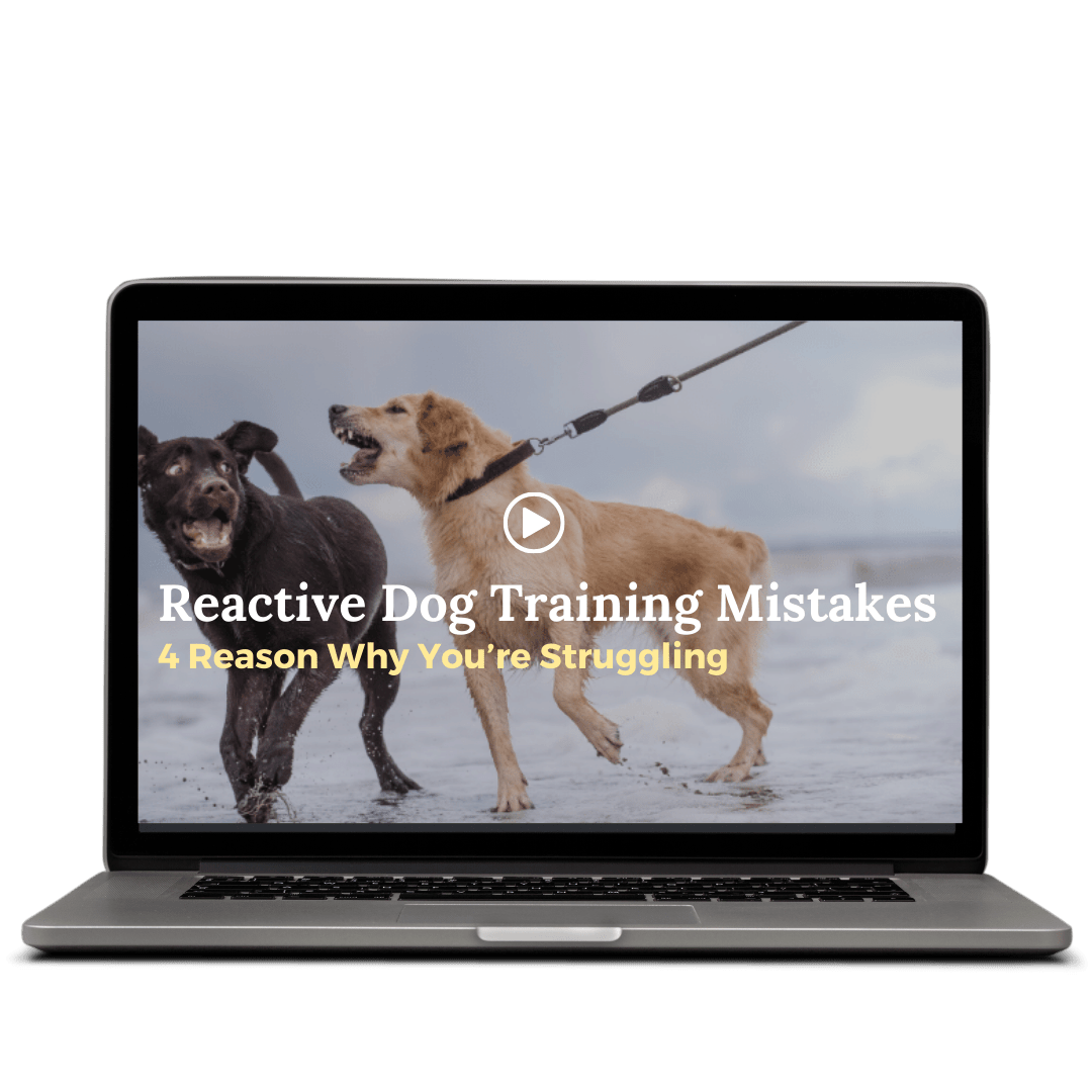 Barkaholics How to help a reactive dog All About Training Dogs