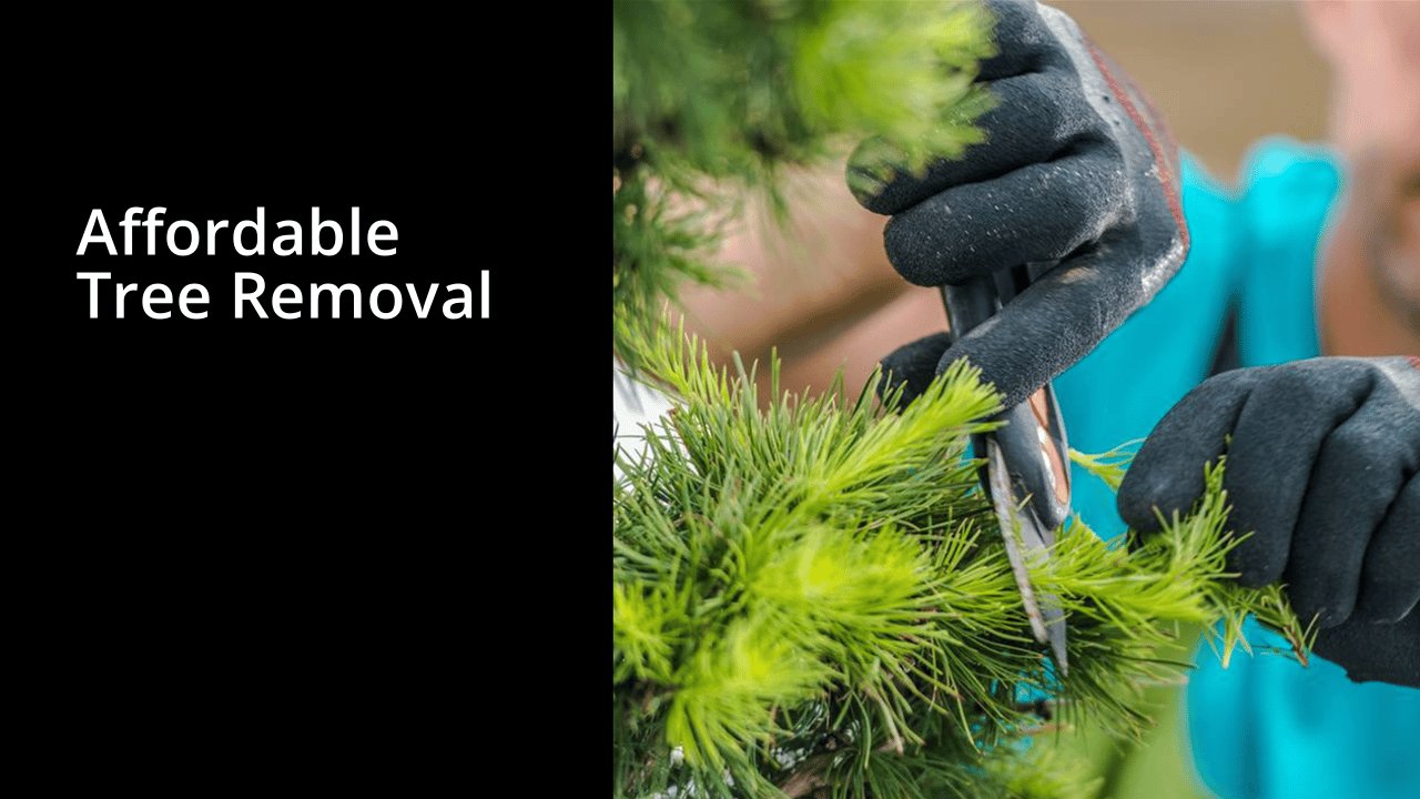 Affordable Tree Removal in Arizona All About Trees Certified Arborist