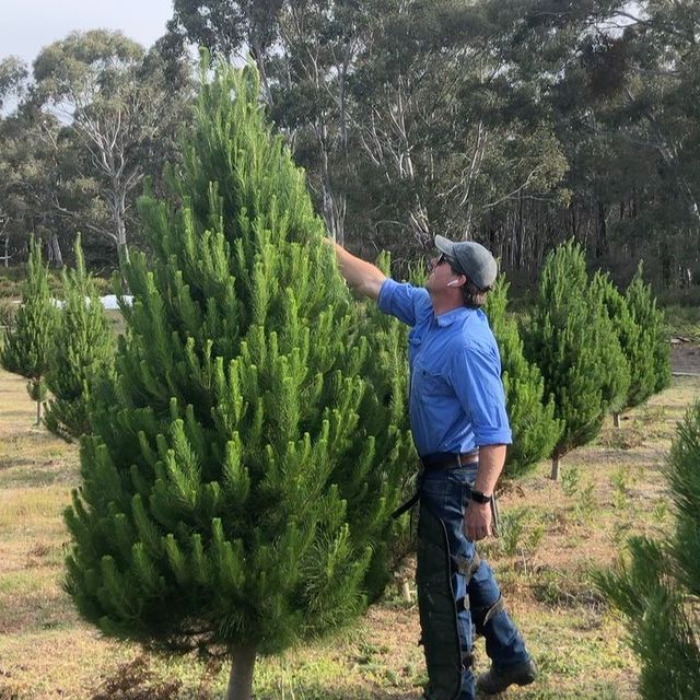 Premium Monterey Pine Christmas Tree (1st December 2024) 1st Allambie Heights Scout Group