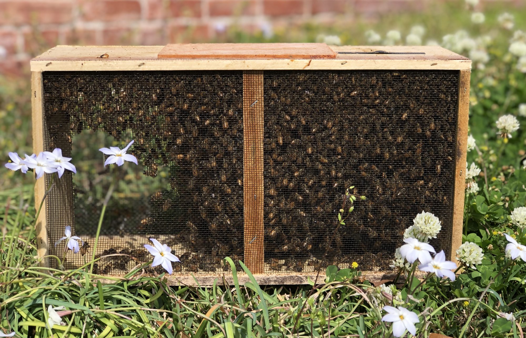 Package Installation Instructions All American Bee Company